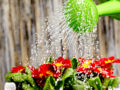 Your Summer Watering Guide for Happy and Healthy Plants