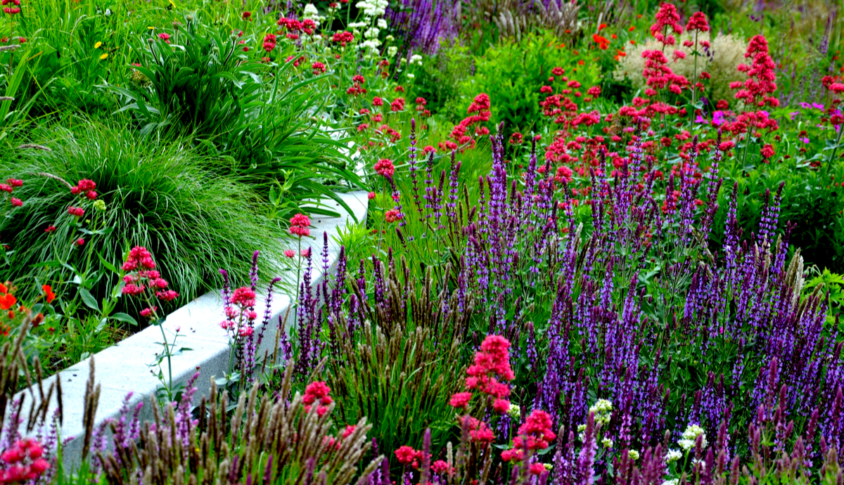 8 Perennial Favorite Landscape Plants