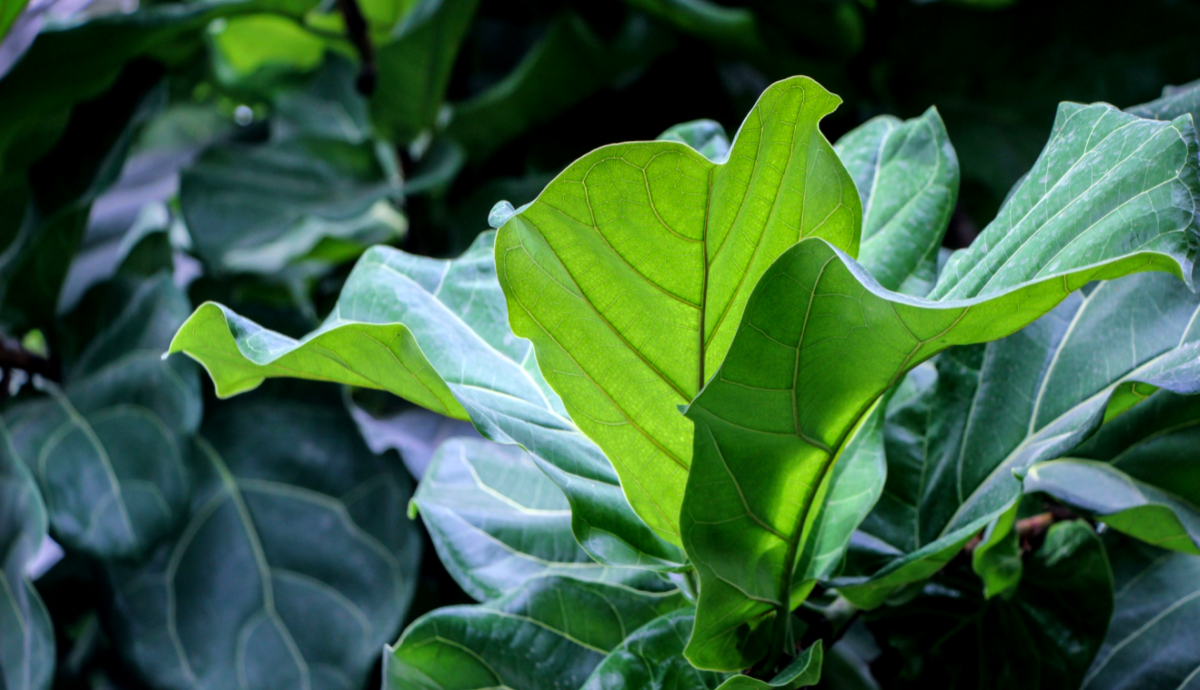 How to Grow Fiddle Leaf Fig