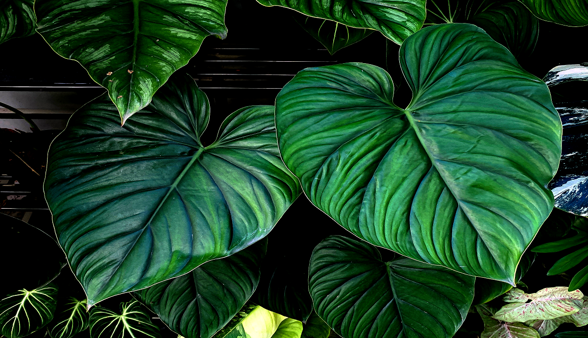 How to Grow Philodendron?