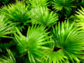 8 Palms for Breathtaking Landscapes