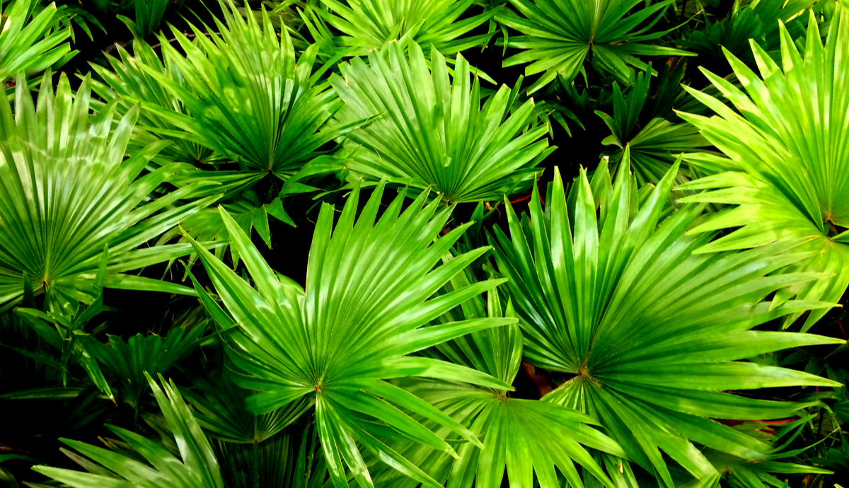 8 Palms for Breathtaking Landscapes