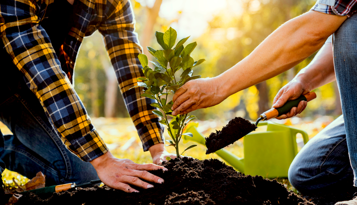 How to Take Care of Your Newly Planted Garden