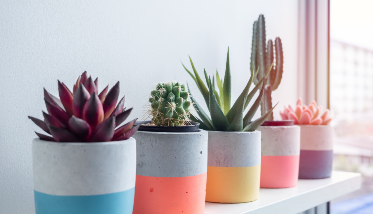 3 Steps to Creating Quick, Easy, and Colorful Succulent Containers