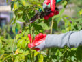 Key Pruning Terms to Help You Shape Up Your Garden