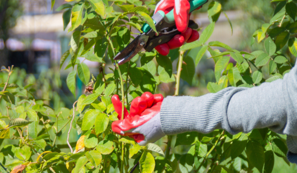 Key Pruning Terms to Help You Shape Up Your Garden