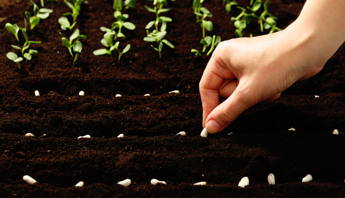 Your Essential Seed-Starting Glossary