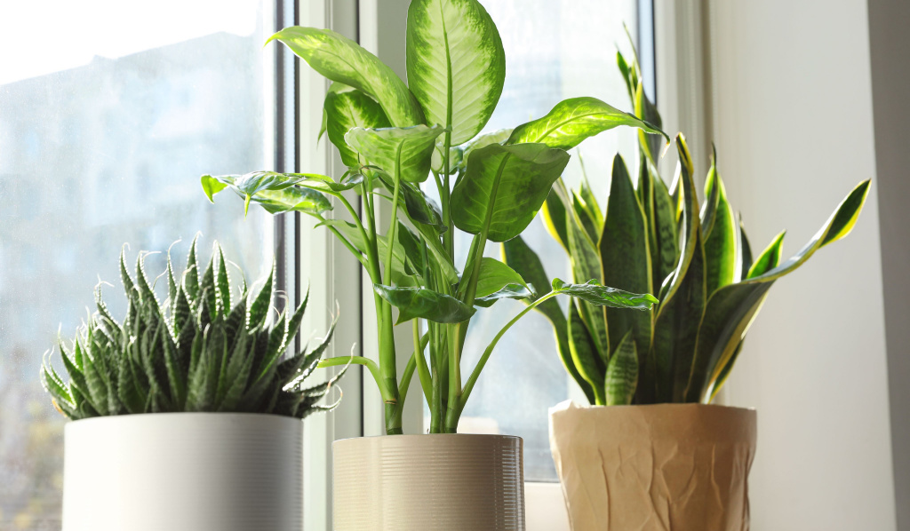 Indoor Office Plants The Best Plants for a West-Facing Window