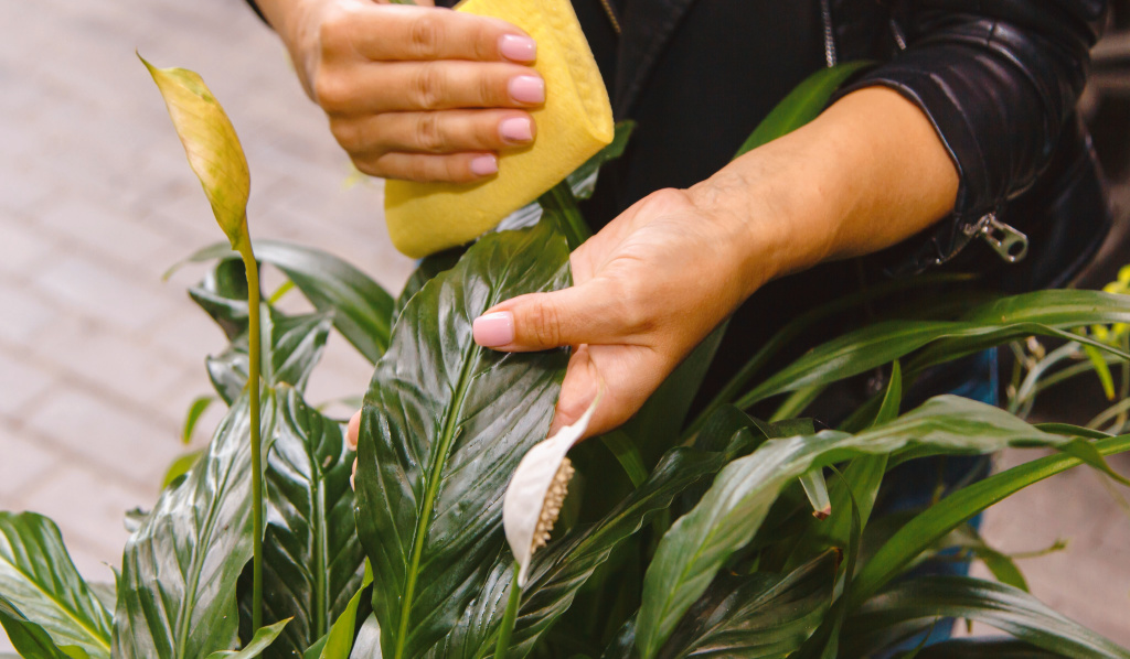 11 Easy-To-Care Plants for Your Office Space