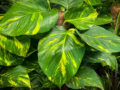 All the Pothos Varieties That Bring Life to Offices & Interiors