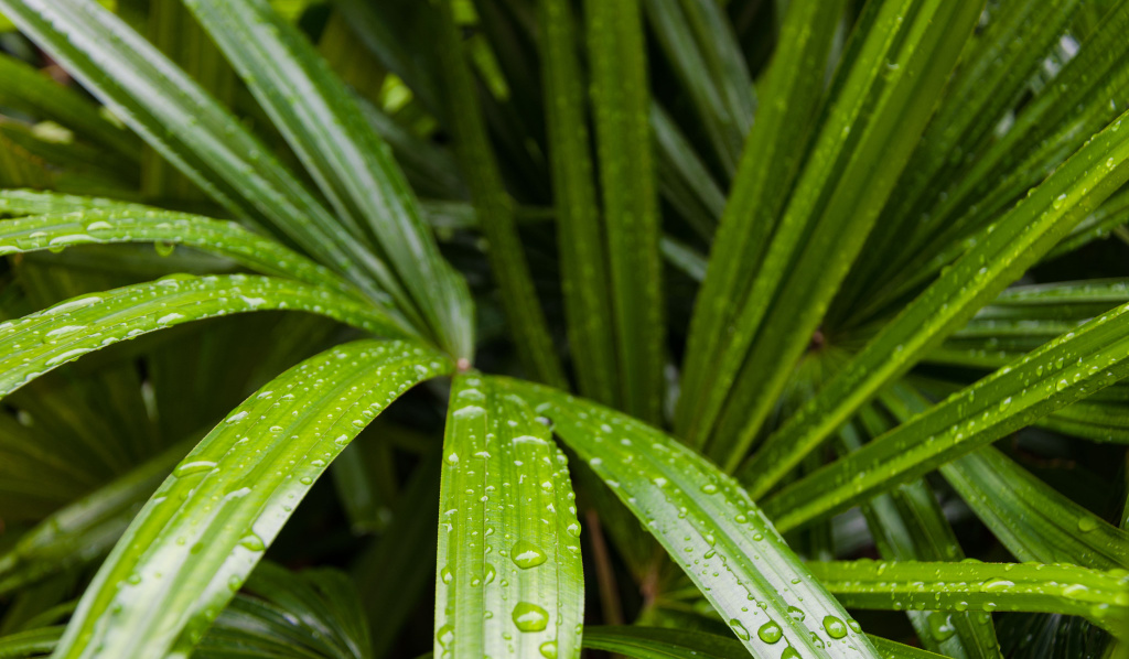 How to Take Care of Bamboo Palms by Yourself
