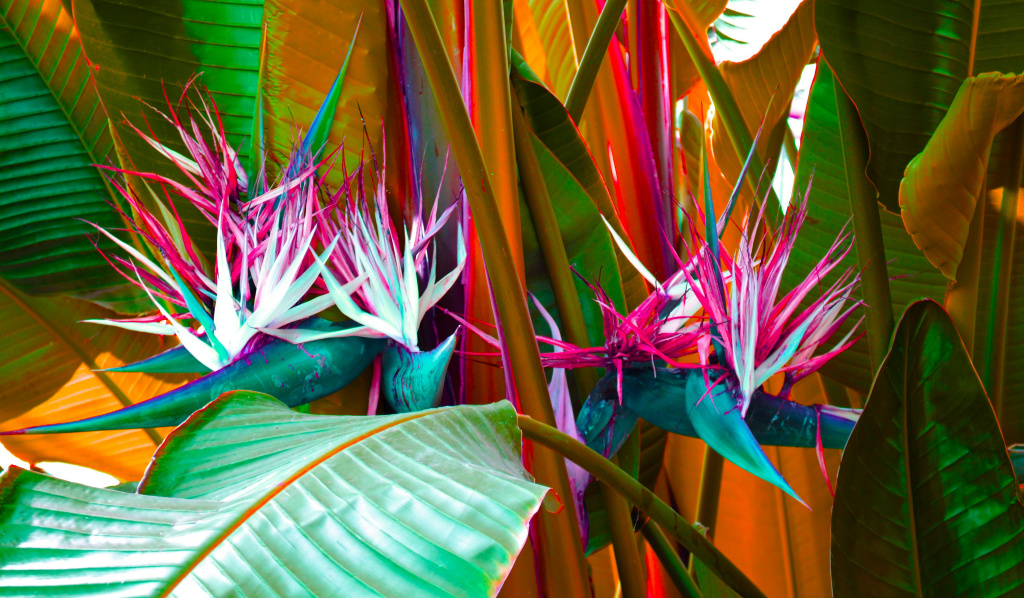 How to Keep Your Bird of Paradise Plant Thriving
