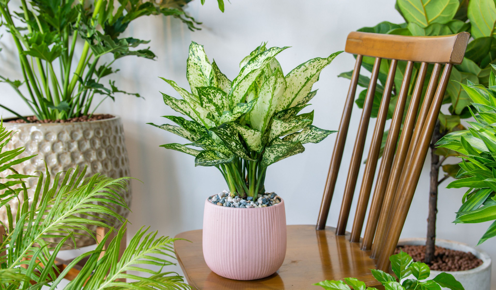 Discover the Many Varieties of Chinese Evergreen Plants