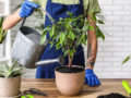 How to Keep Your Ficus Tree Looking Fresh All Year Round