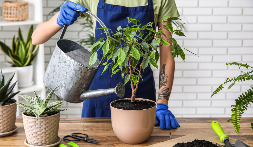 How to Keep Your Ficus Tree Looking Fresh All Year Round