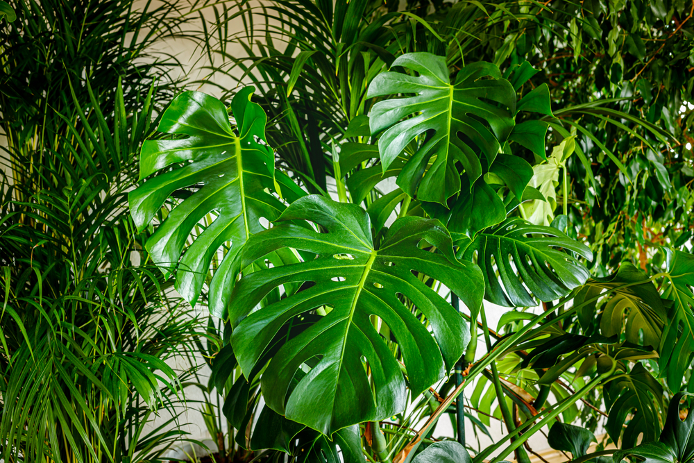 Best Ways to Turn Your Office into a Plant Paradise