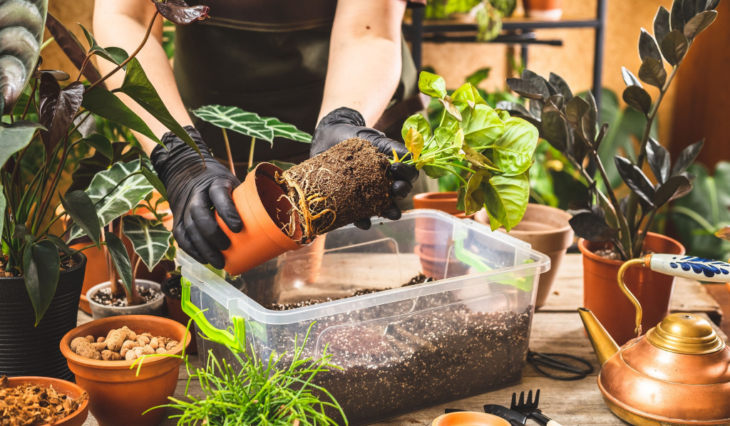 Repotting Plants – A Basic Guide to What You Should Know