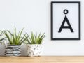 The Best Plants for an Office with No Natural Light
