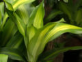 Top Benefits of Having Healing Plants