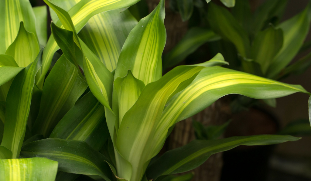 Top Benefits of Having Healing Plants