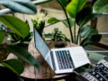 Best Low-Light Office Plants to Lighten Up Your Indoor Spaces