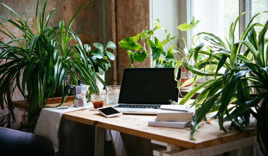 Office Plant Ideas for You Guaranteed to Thrive at Your Desk
