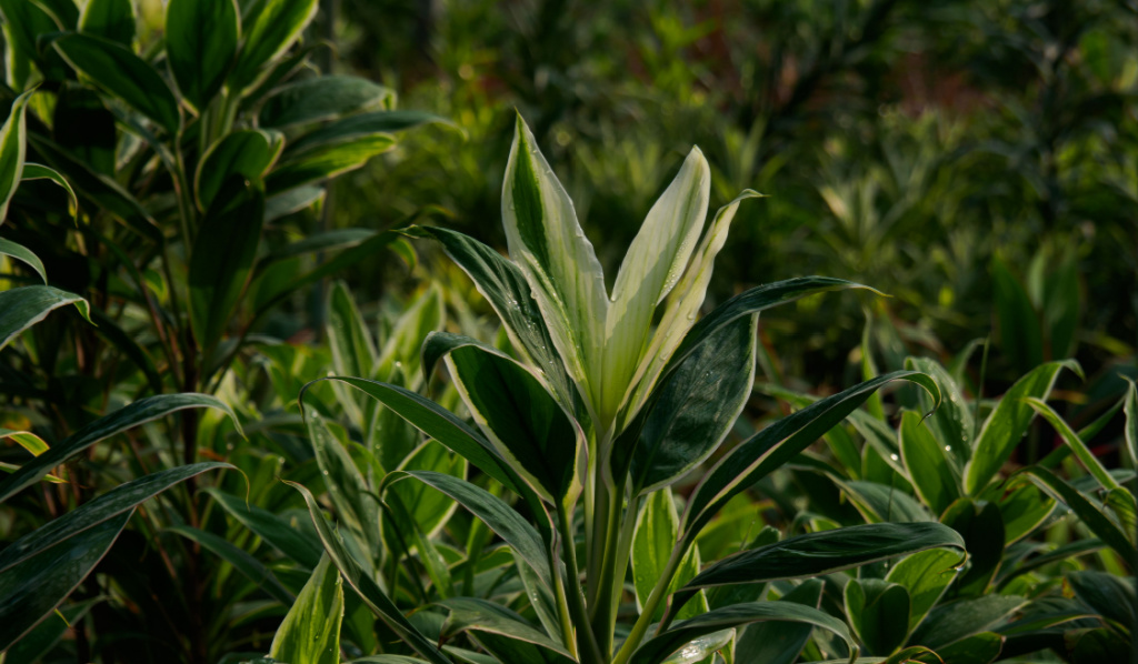 Hawaiian Indoor Plants That Make for the Perfect Centrepiece for Your Space
